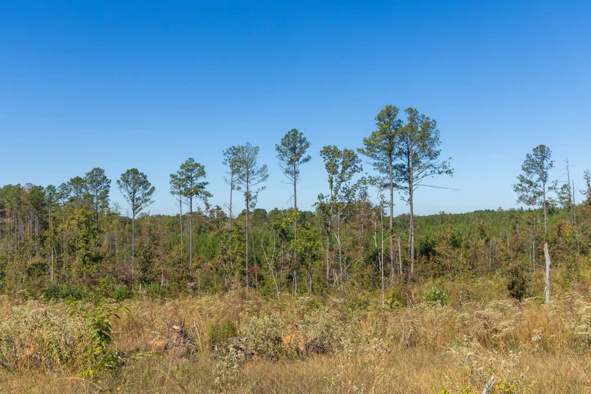Decorative background for Meyer’s Ridge Tract 8 image 9