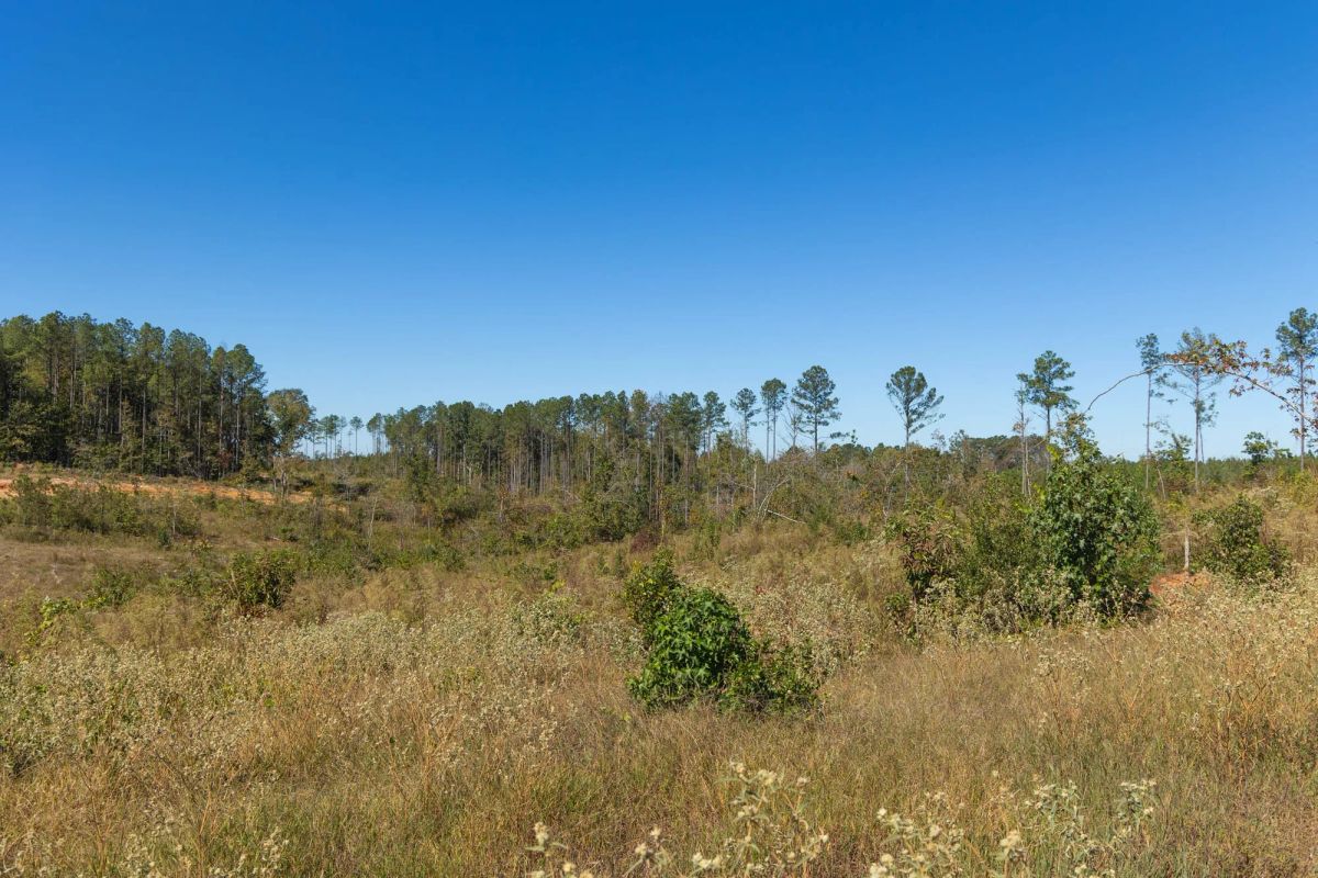 Decorative background for Meyer’s Ridge Tract 8 image 10