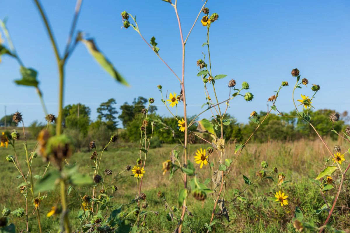 Canyon Creek Tract 4 - Image 3