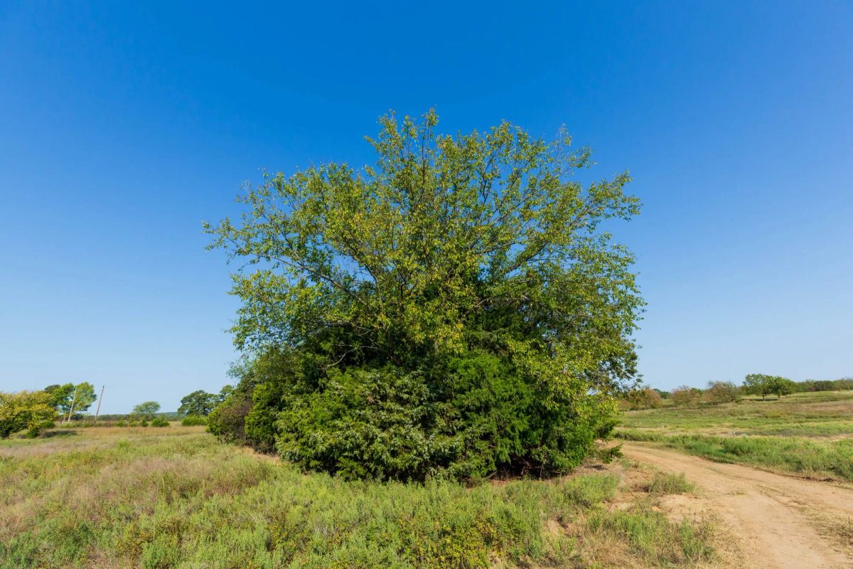 Decorative background for Canyon Creek Tract 4 image 13