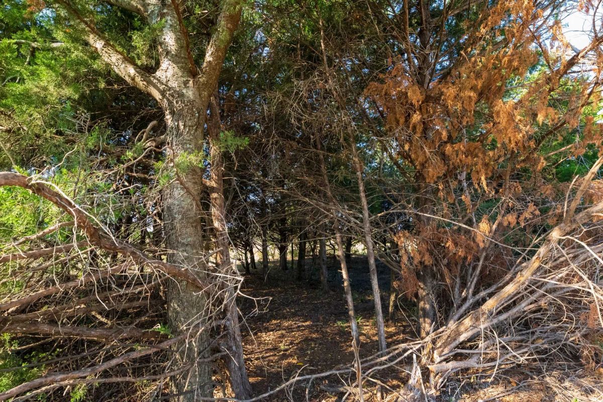Decorative background for Canyon Creek Tract 4 image 14