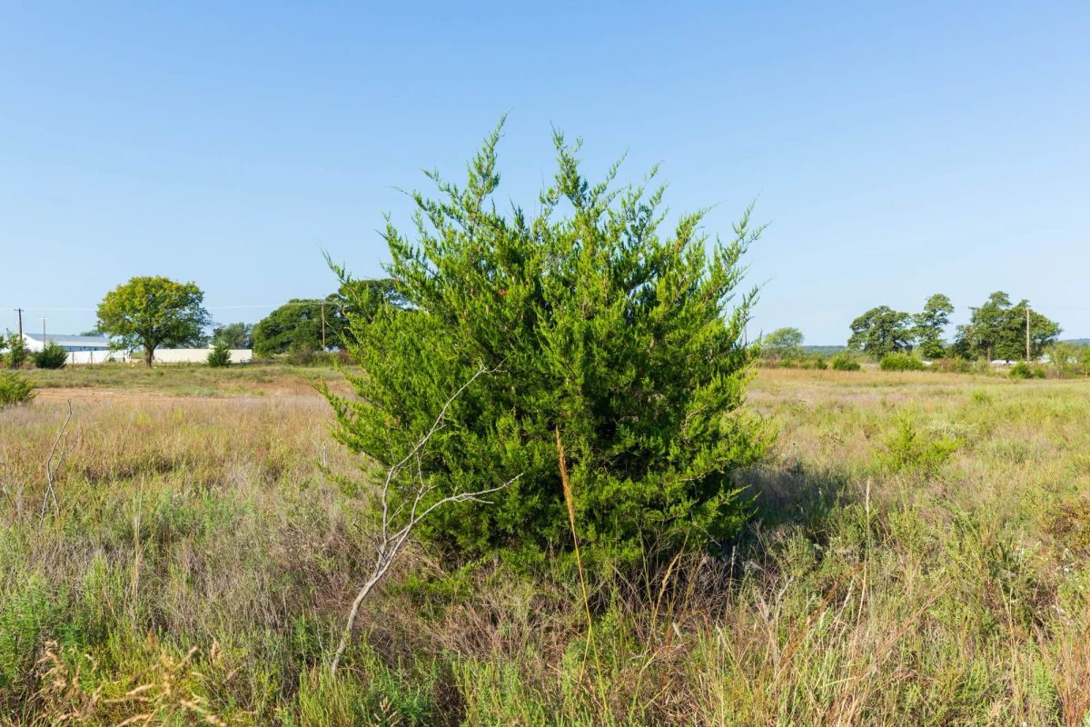 Decorative background for Canyon Creek Tract 4 image 15