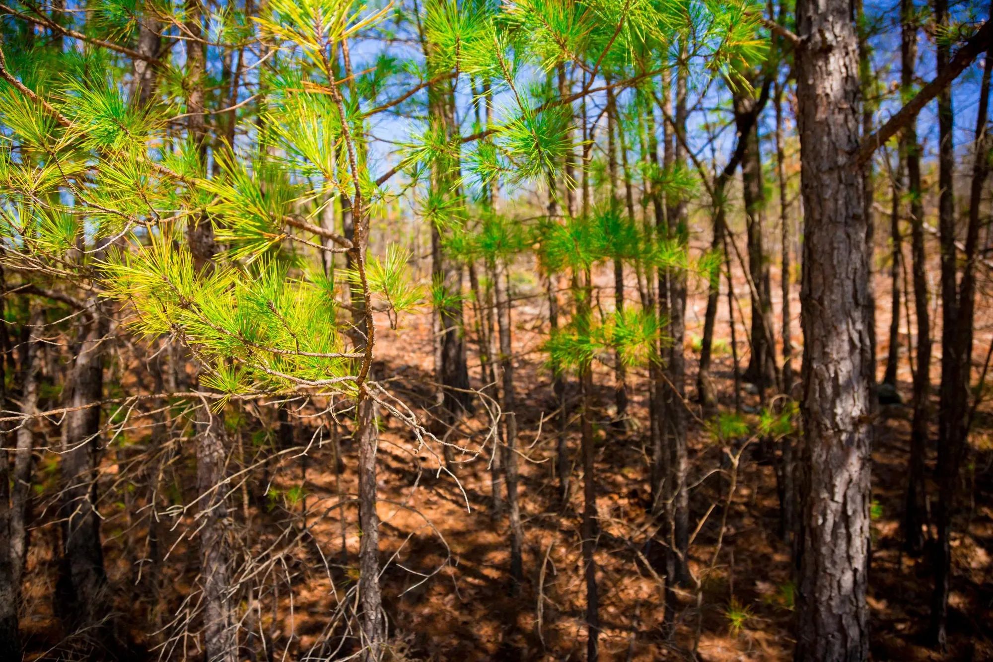 Stone Creek Phase II Tract 98 in Latimer County, OK
