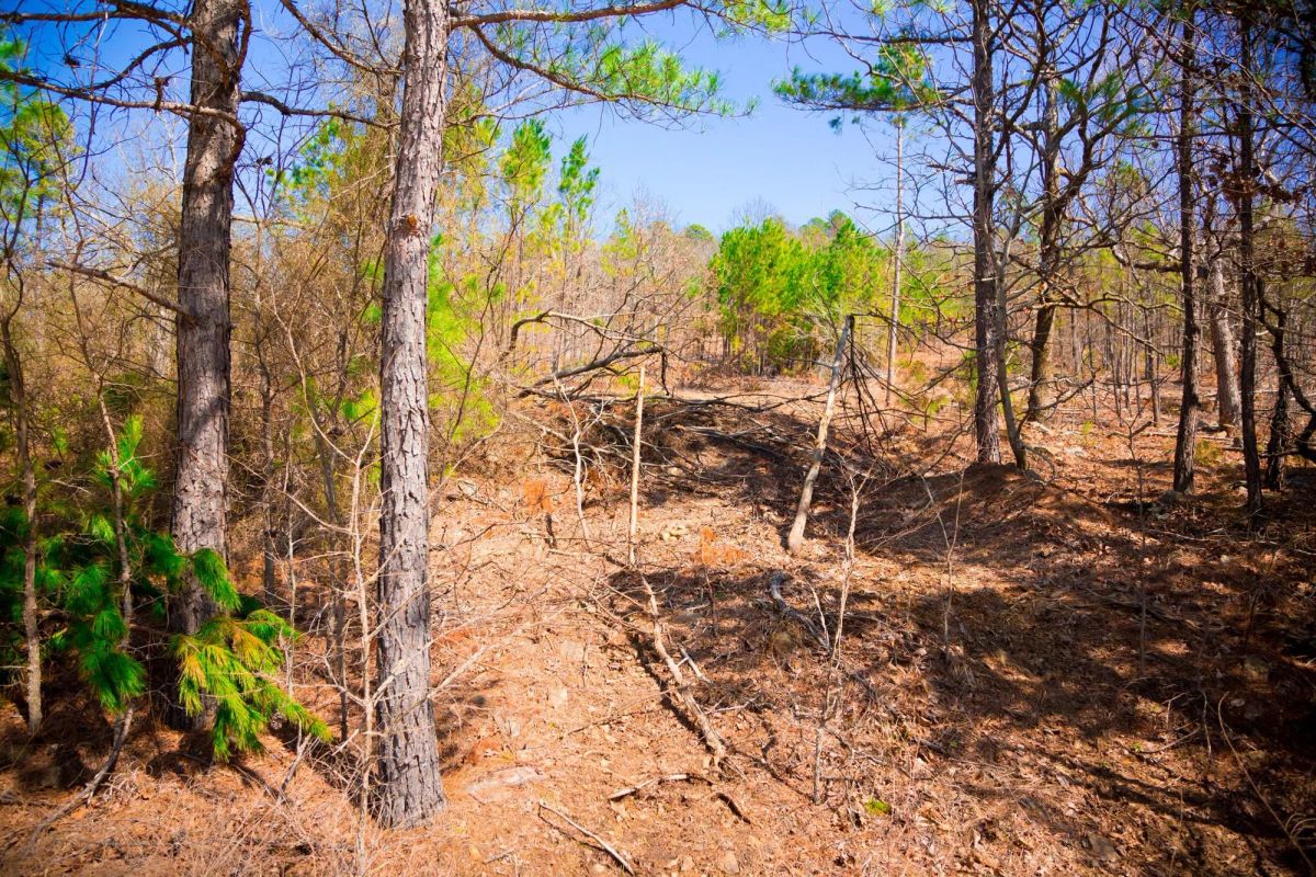 Decorative background for Stone Creek Phase II Tract 98 image 7