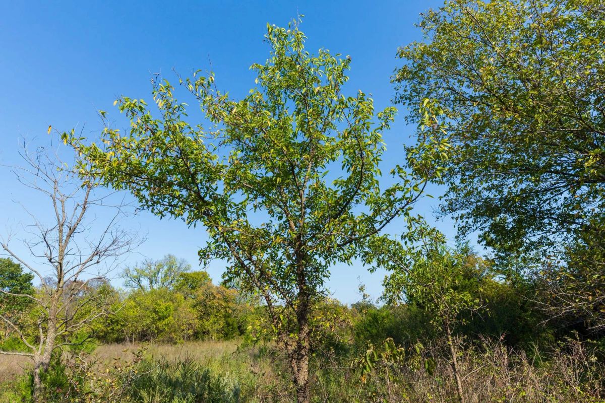 Canyon Creek Tract 20 - Image 4