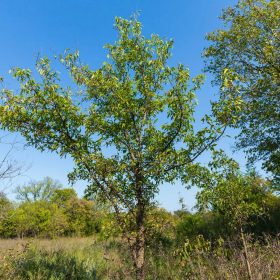 Canyon Creek Tract 20 in Lincoln County, OK