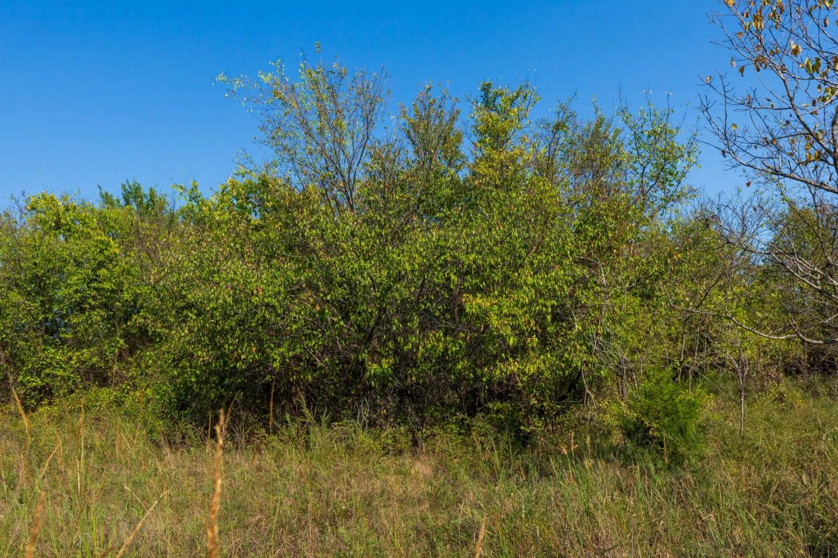 Decorative background for Canyon Creek Tract 20 image 5