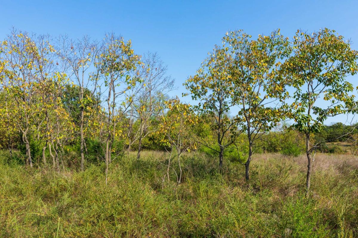 Decorative background for Canyon Creek Tract 20 image 6