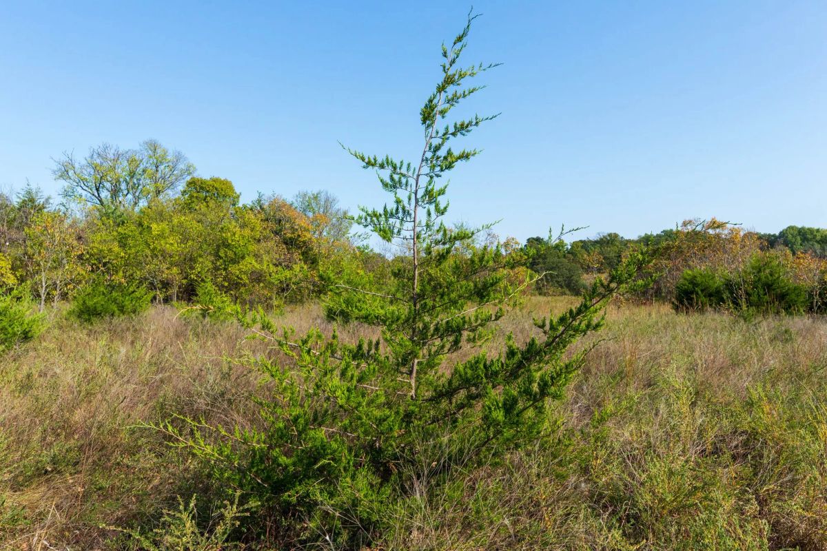 Decorative background for Canyon Creek Tract 20 image 7