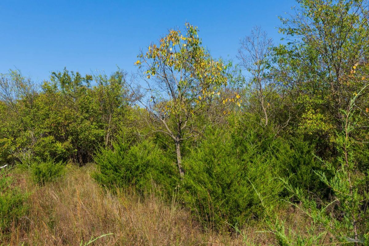 Decorative background for Canyon Creek Tract 20 image 9
