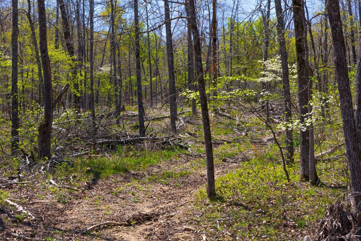 Lazybrook Tract 19 - Main image