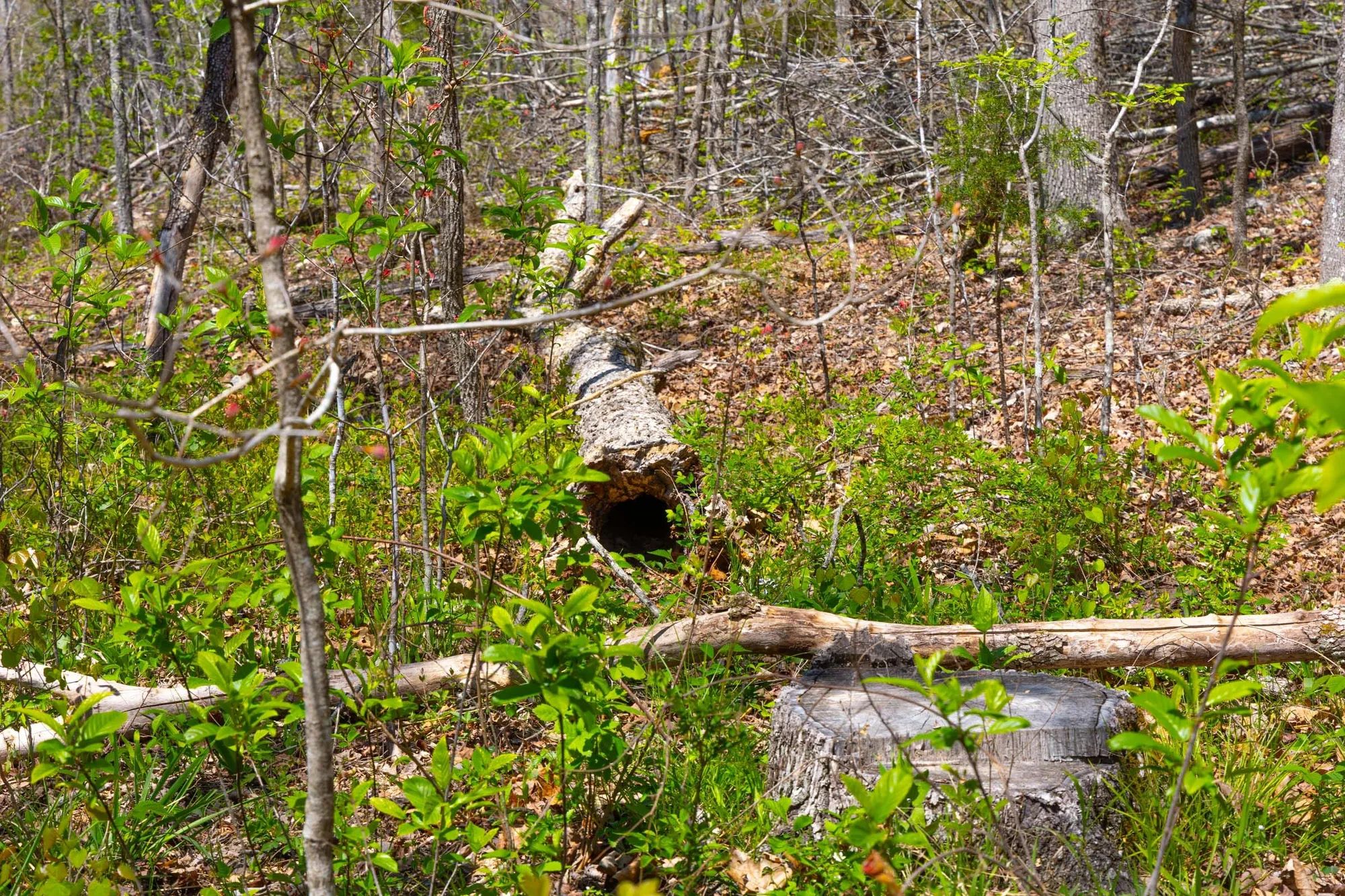 Lazybrook Tract 19 in Fulton County, AR