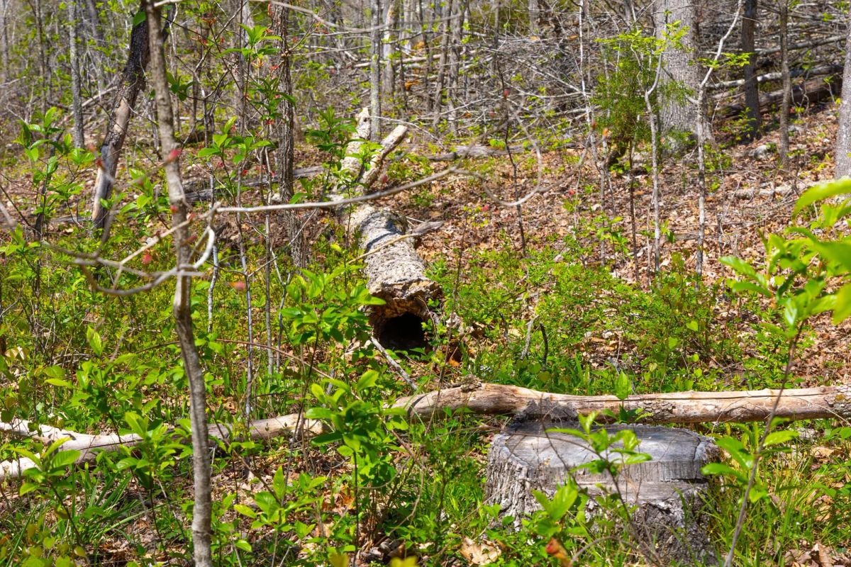 Lazybrook Tract 19 - Image 2