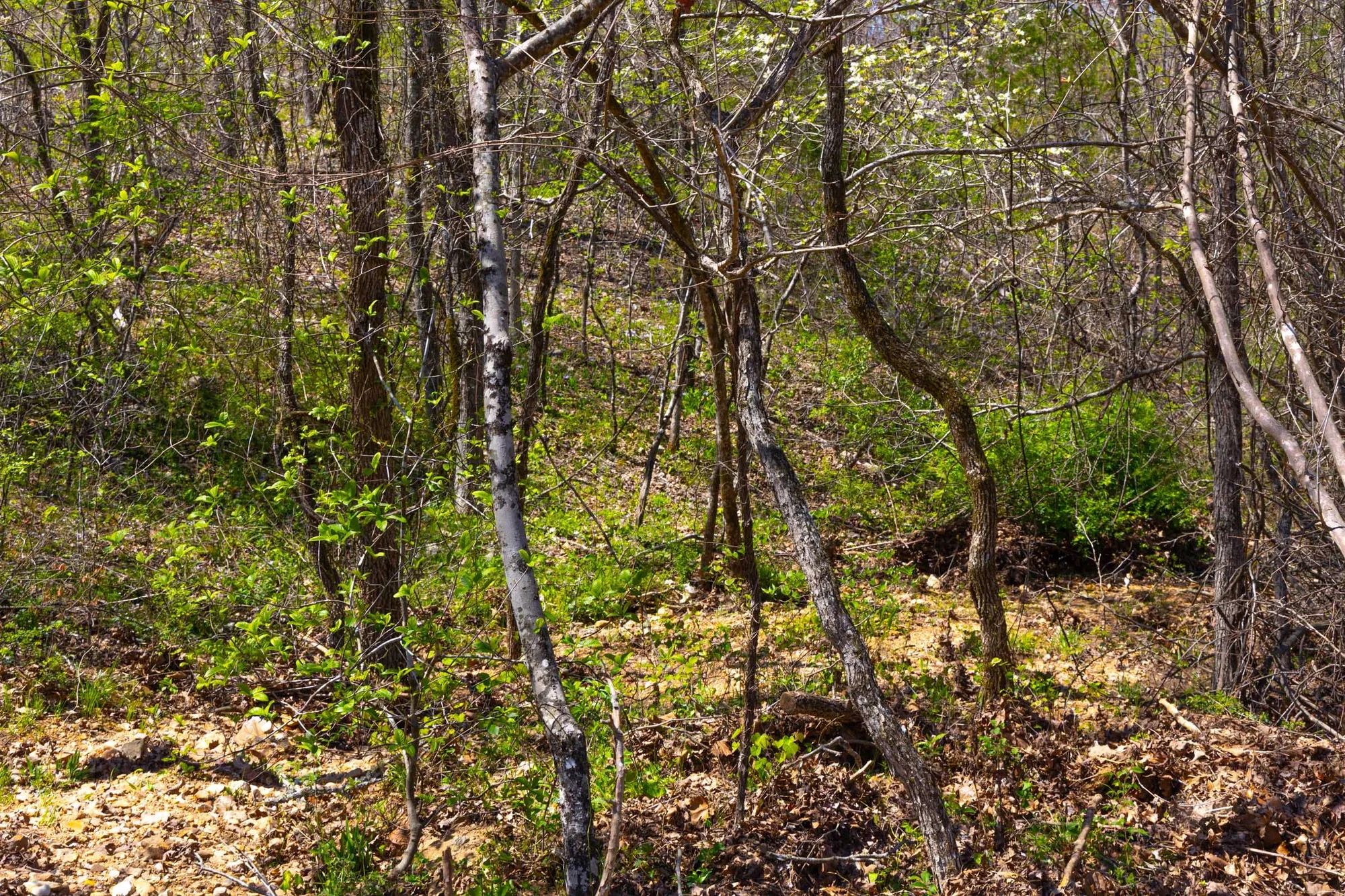 Lazybrook Tract 19 in Fulton County, AR