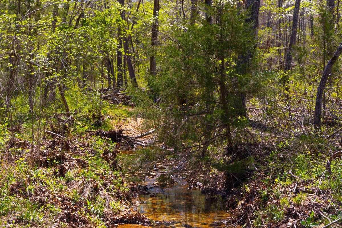 Decorative background for Lazybrook Tract 19 image 7
