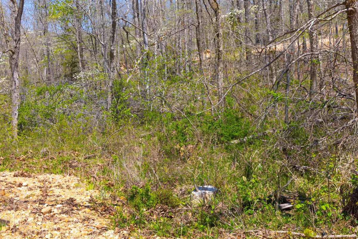 Decorative background for Lazybrook Tract 19 image 9