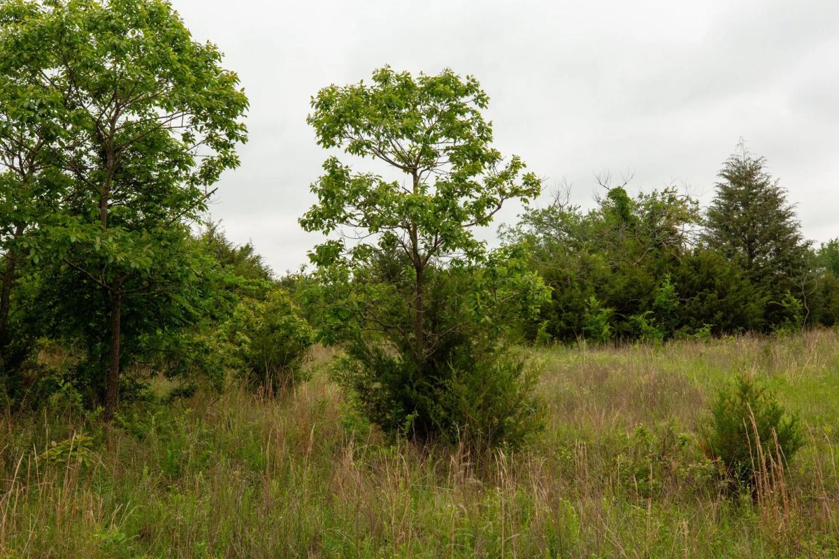 Moonrise Meadows Tract 5 - Image 4