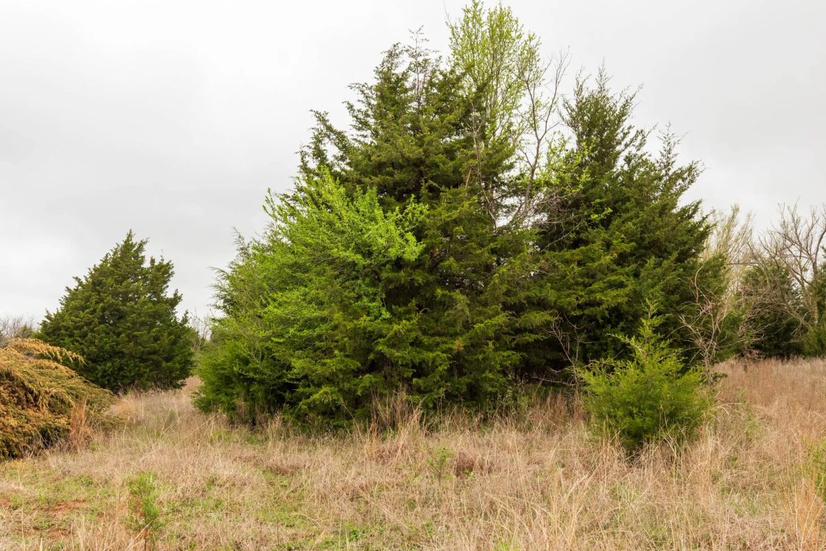 Decorative background for Moonrise Meadows Tract 5 image 5