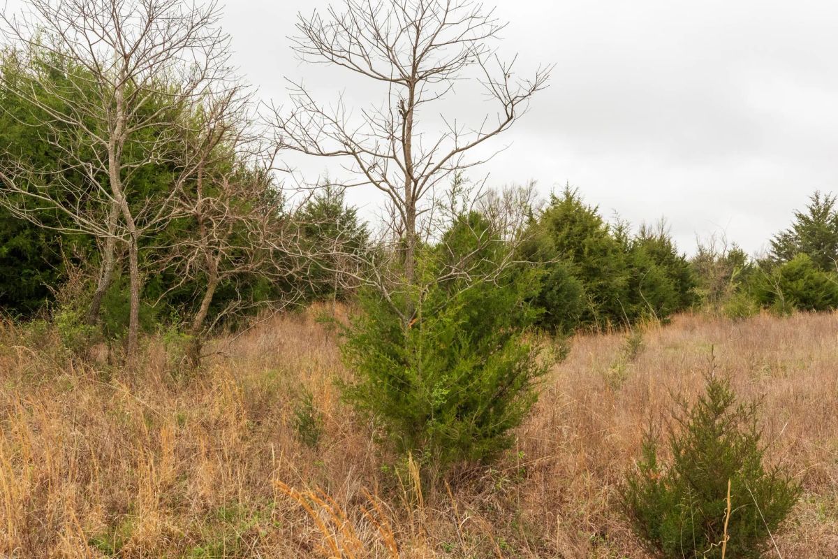 Decorative background for Moonrise Meadows Tract 5 image 6