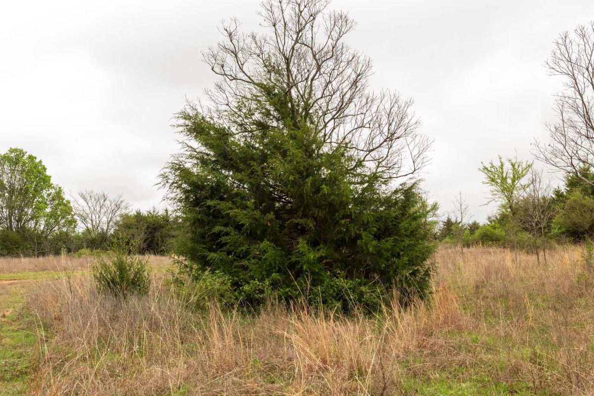 Decorative background for Moonrise Meadows Tract 5 image 7