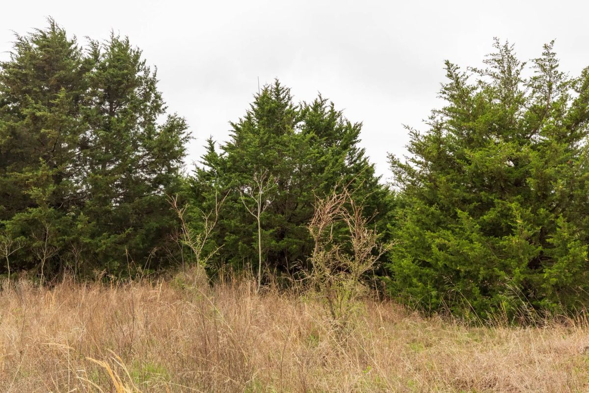 Decorative background for Moonrise Meadows Tract 5 image 8