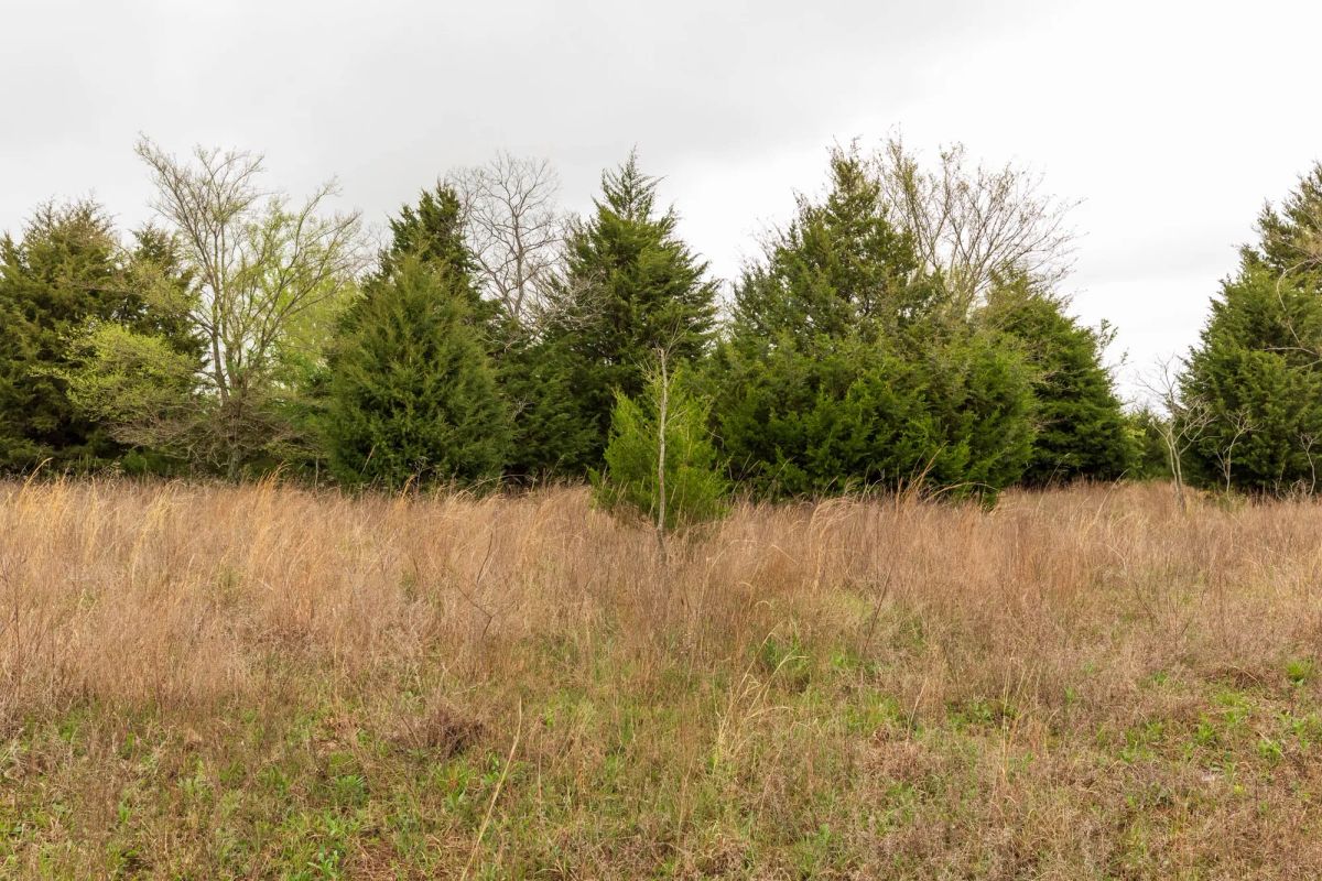 Decorative background for Moonrise Meadows Tract 5 image 9