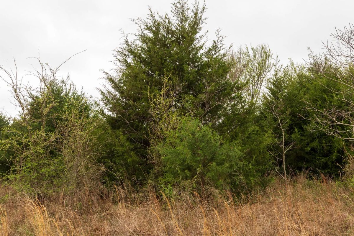 Decorative background for Moonrise Meadows Tract 5 image 10