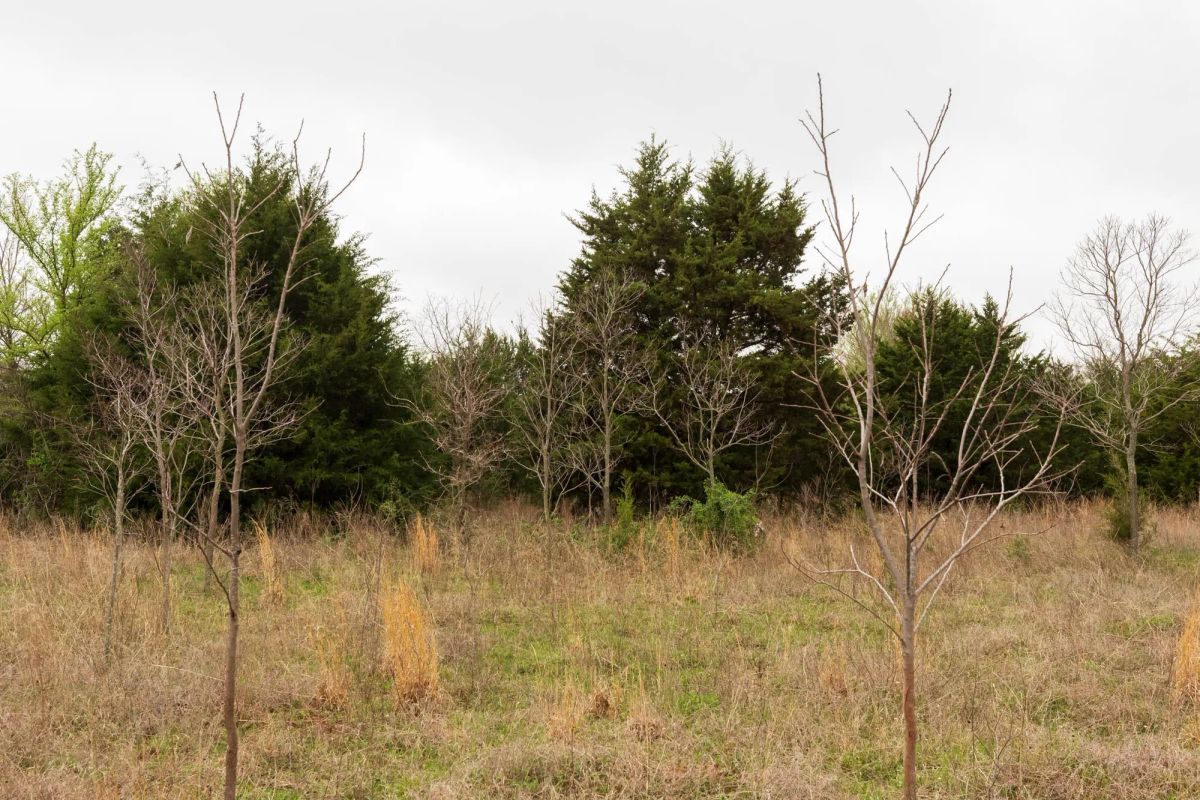 Decorative background for Moonrise Meadows Tract 5 image 11