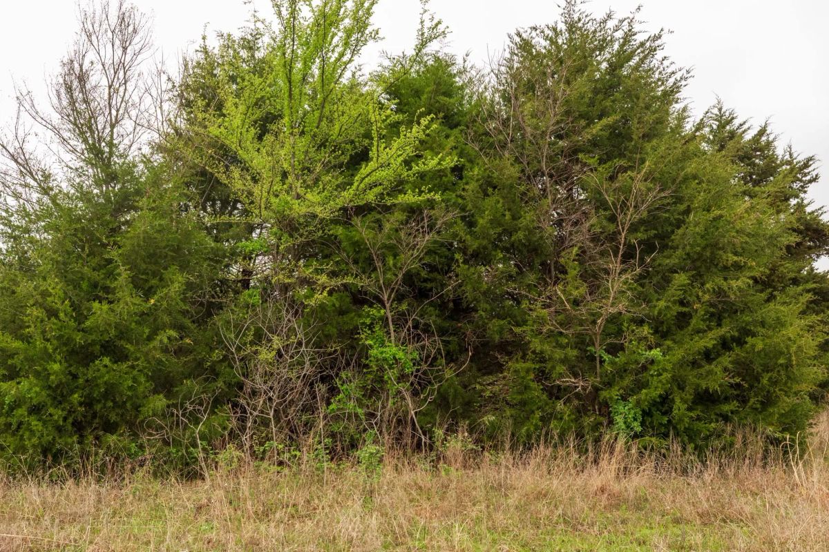 Decorative background for Moonrise Meadows Tract 5 image 13