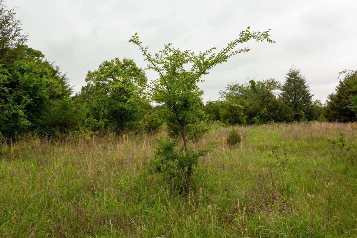Decorative background for Moonrise Meadows Tract 5 image 14