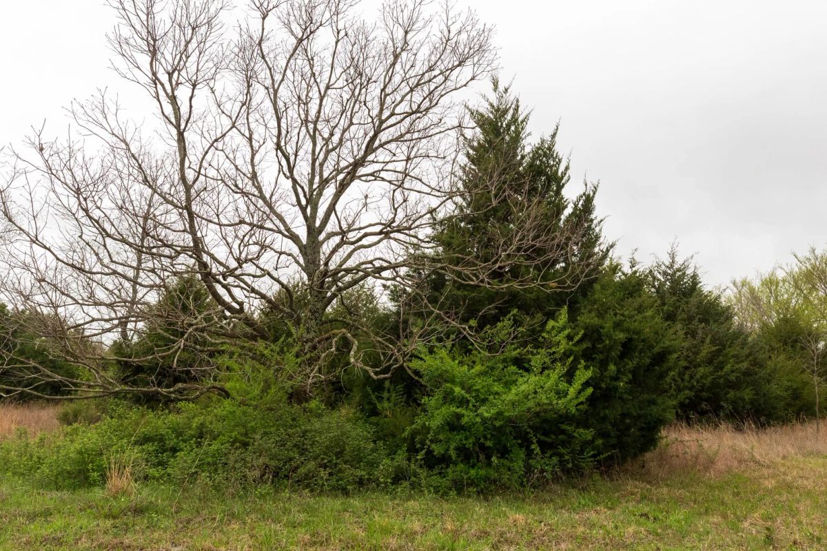 Decorative background for Moonrise Meadows Tract 5 image 16