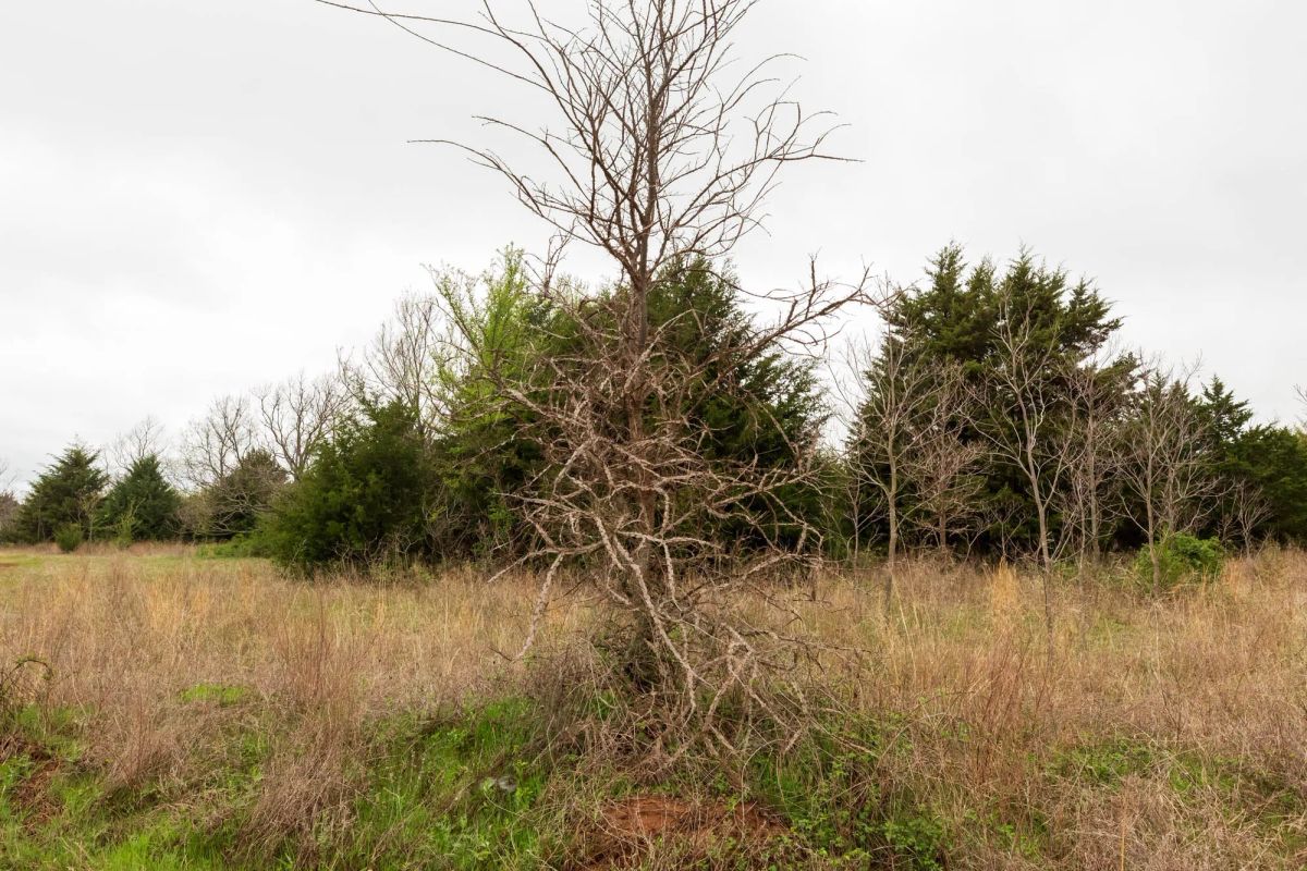Decorative background for Moonrise Meadows Tract 5 image 17
