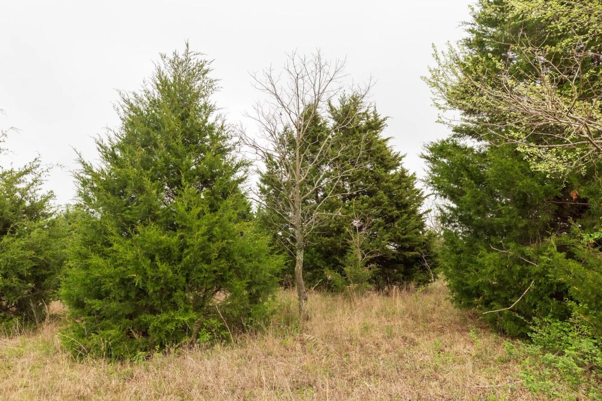Decorative background for Moonrise Meadows Tract 5 image 19