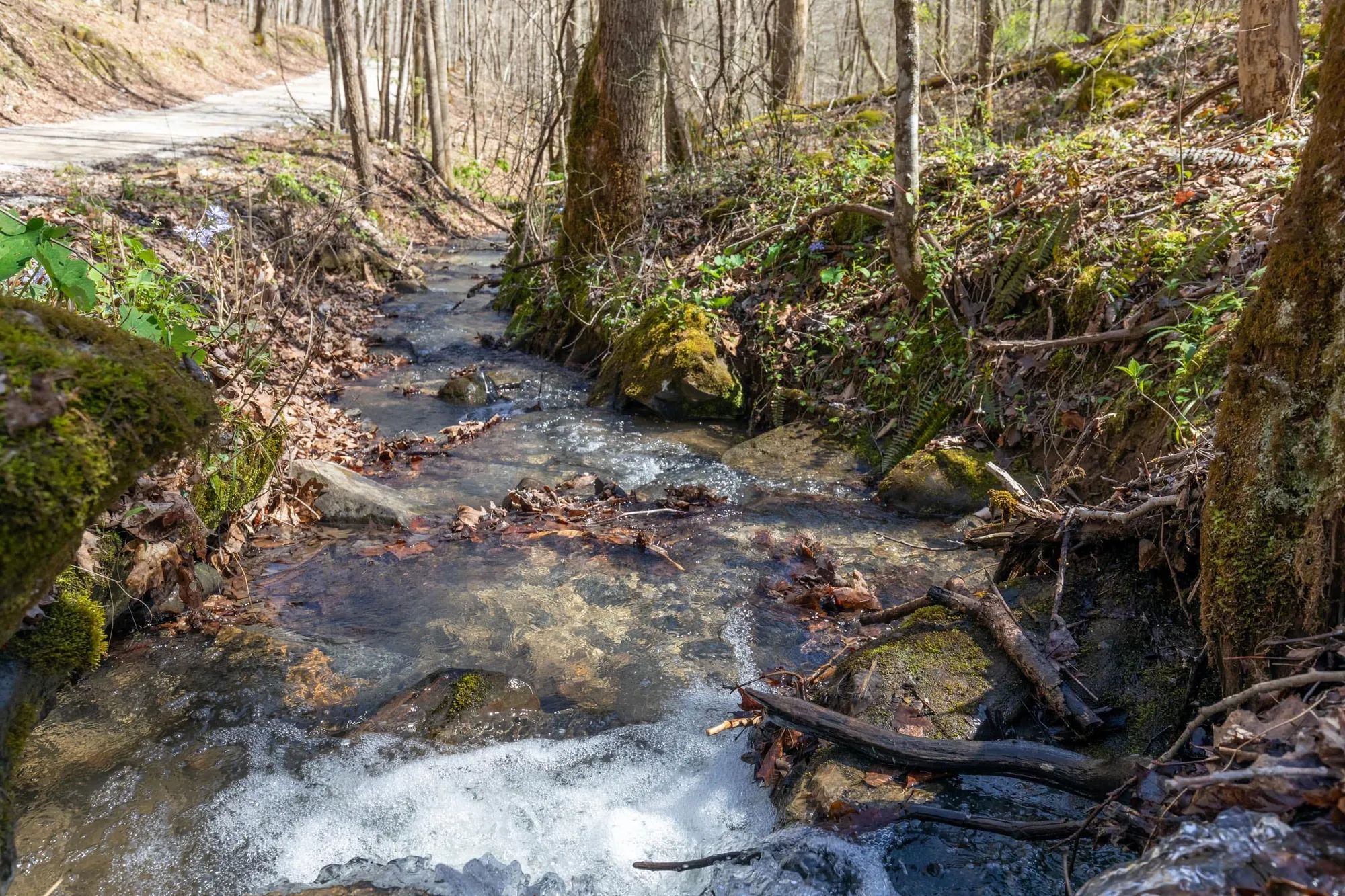 Woodland Heights Tract 14 in Wayne County, KY