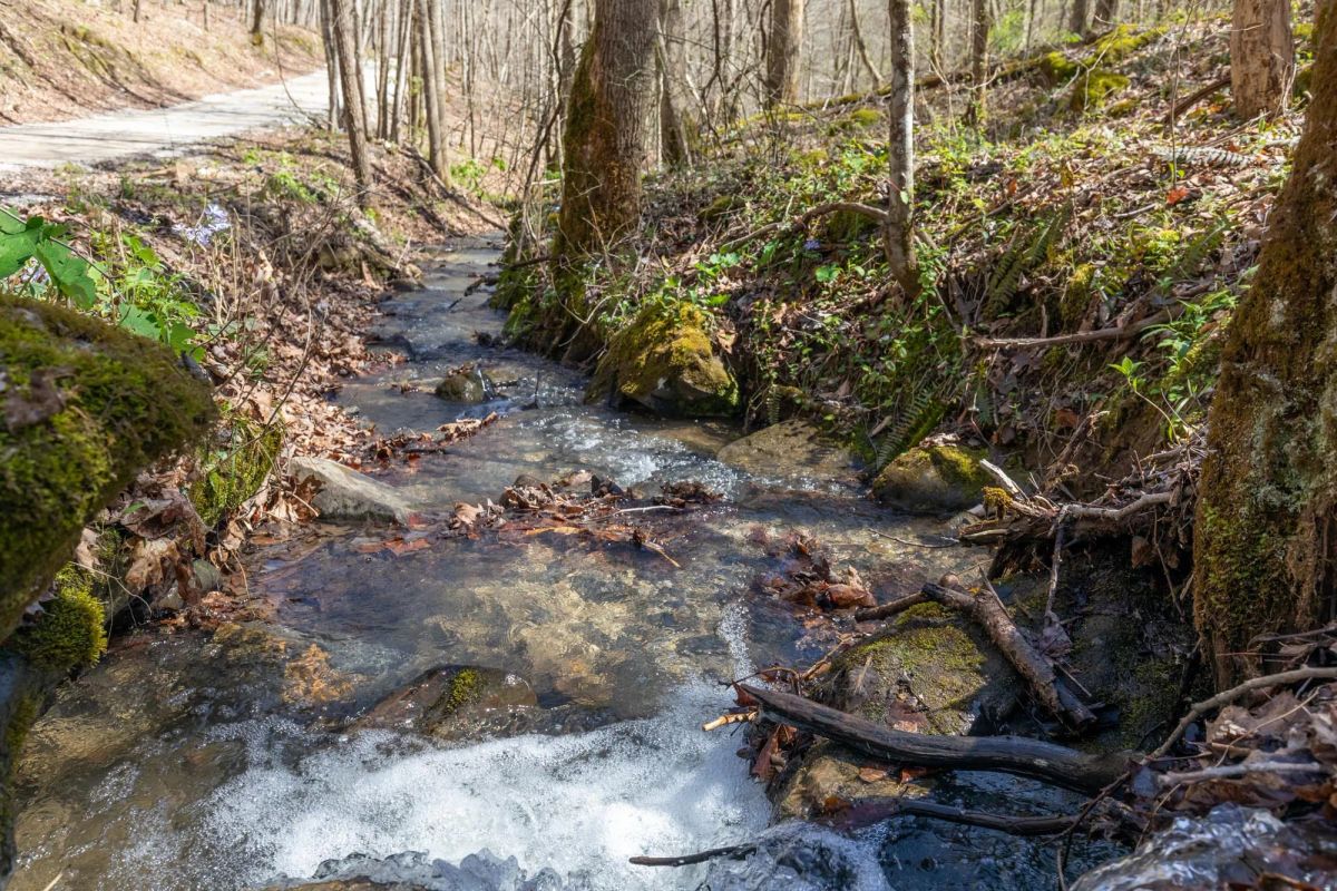 Woodland Heights Tract 14 - Image 2