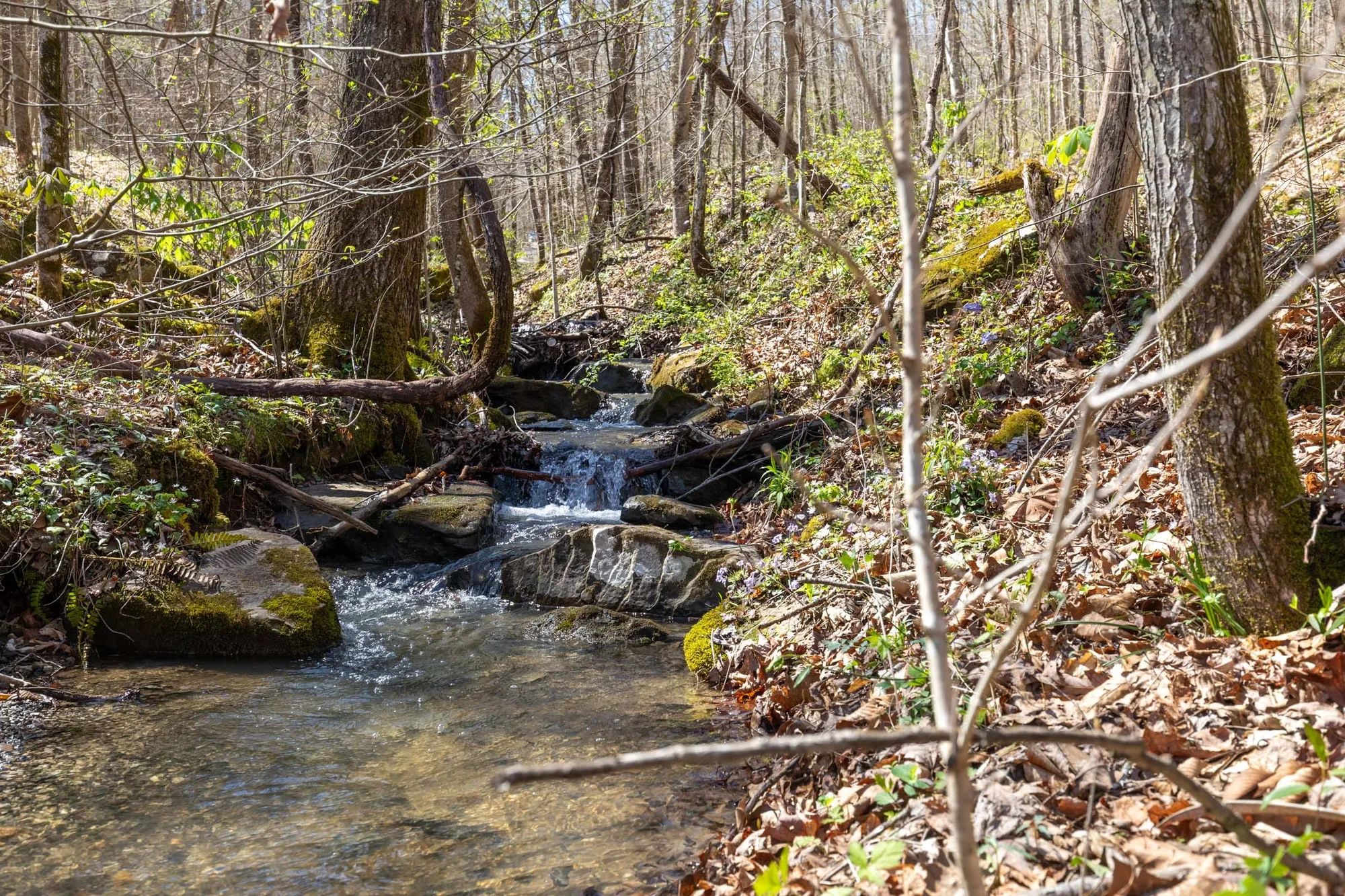 Woodland Heights Tract 14 in Wayne County, KY
