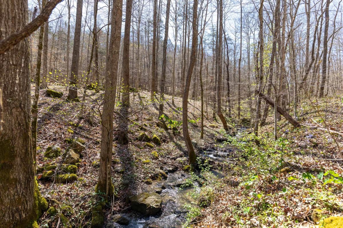 Woodland Heights Tract 14 - Image 4