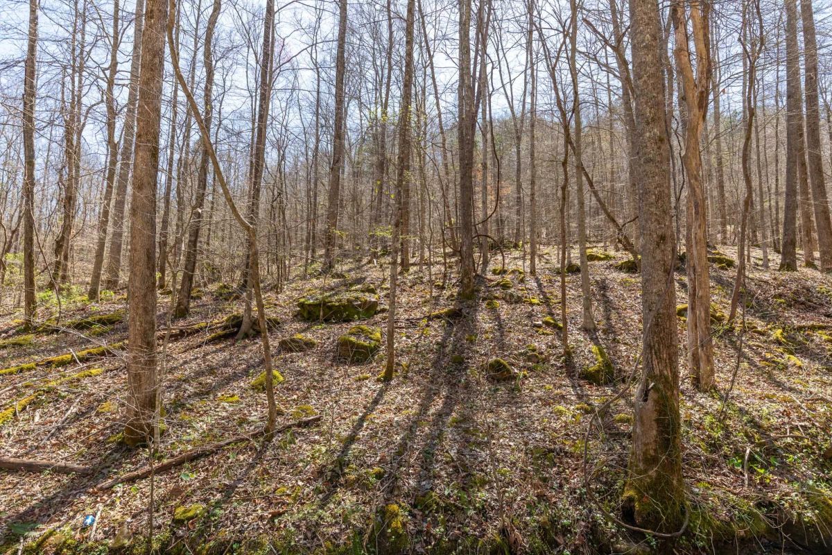 Decorative background for Woodland Heights Tract 14 image 6
