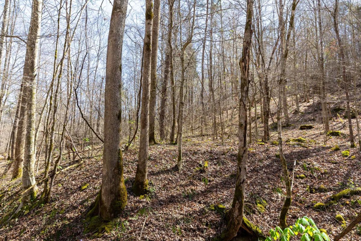 Decorative background for Woodland Heights Tract 14 image 7