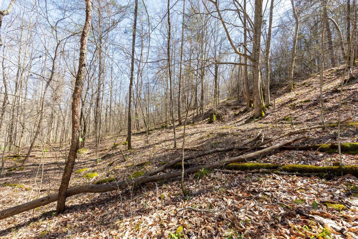 Decorative background for Woodland Heights Tract 14 image 9