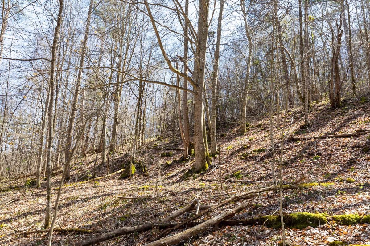 Decorative background for Woodland Heights Tract 14 image 10