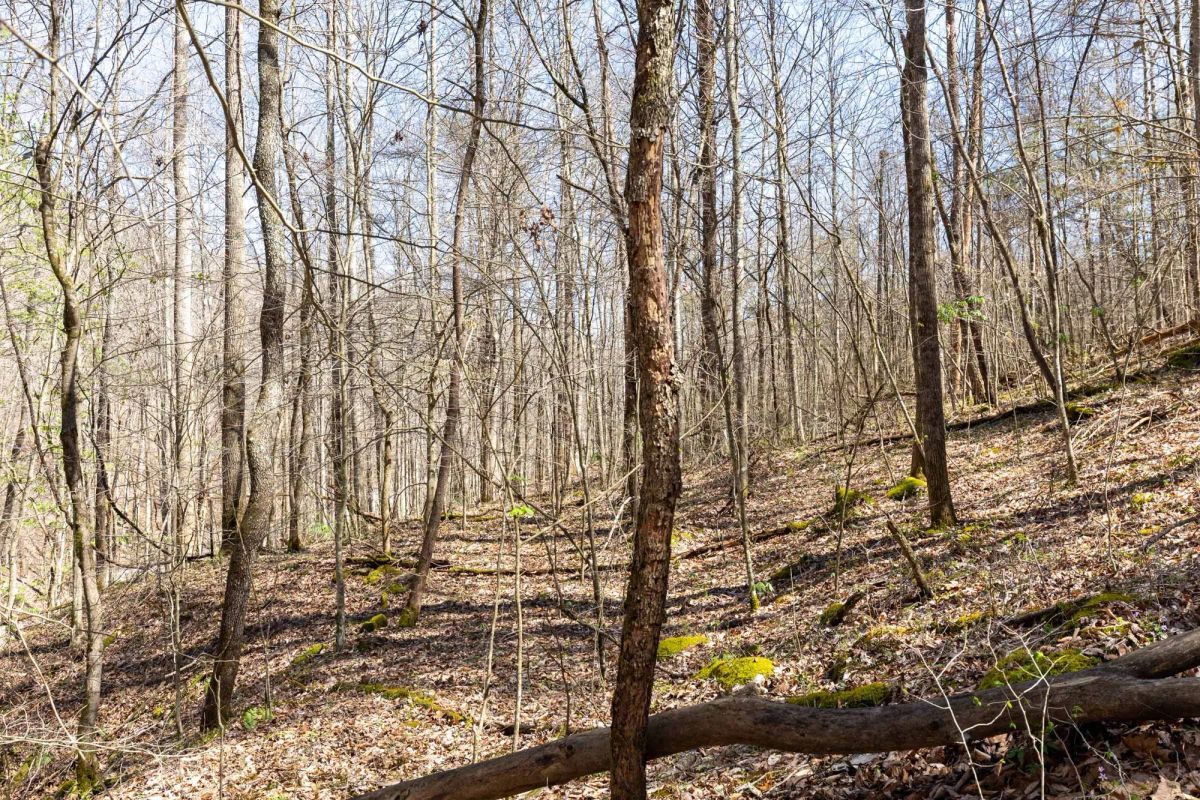 Decorative background for Woodland Heights Tract 14 image 11