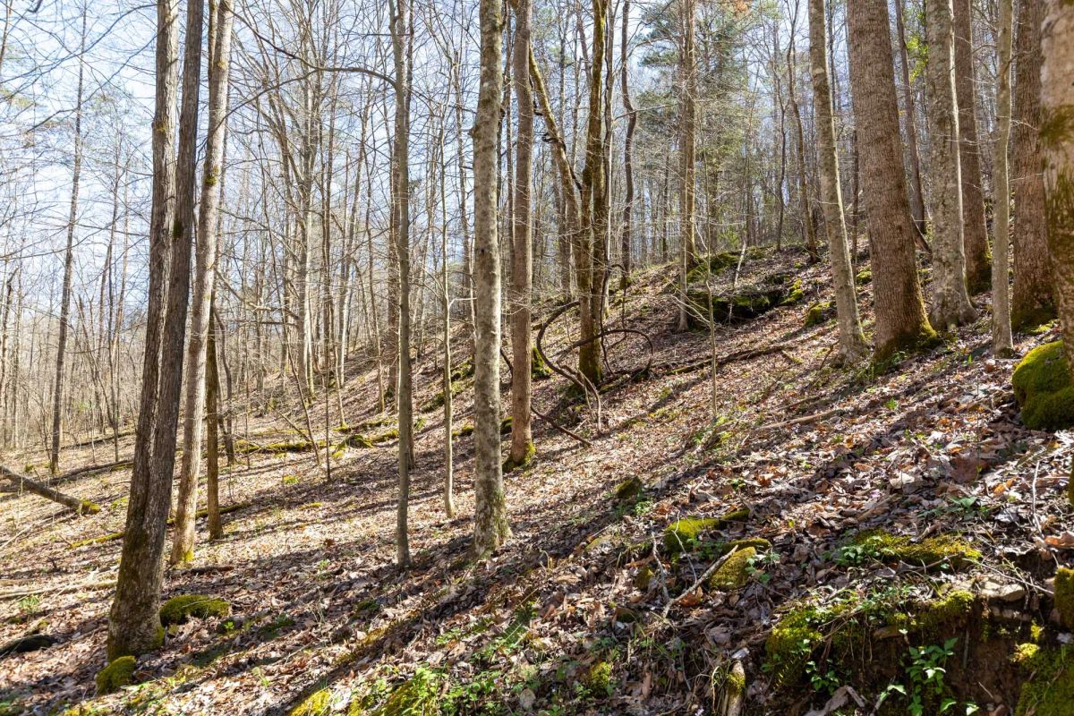 Decorative background for Woodland Heights Tract 14 image 12