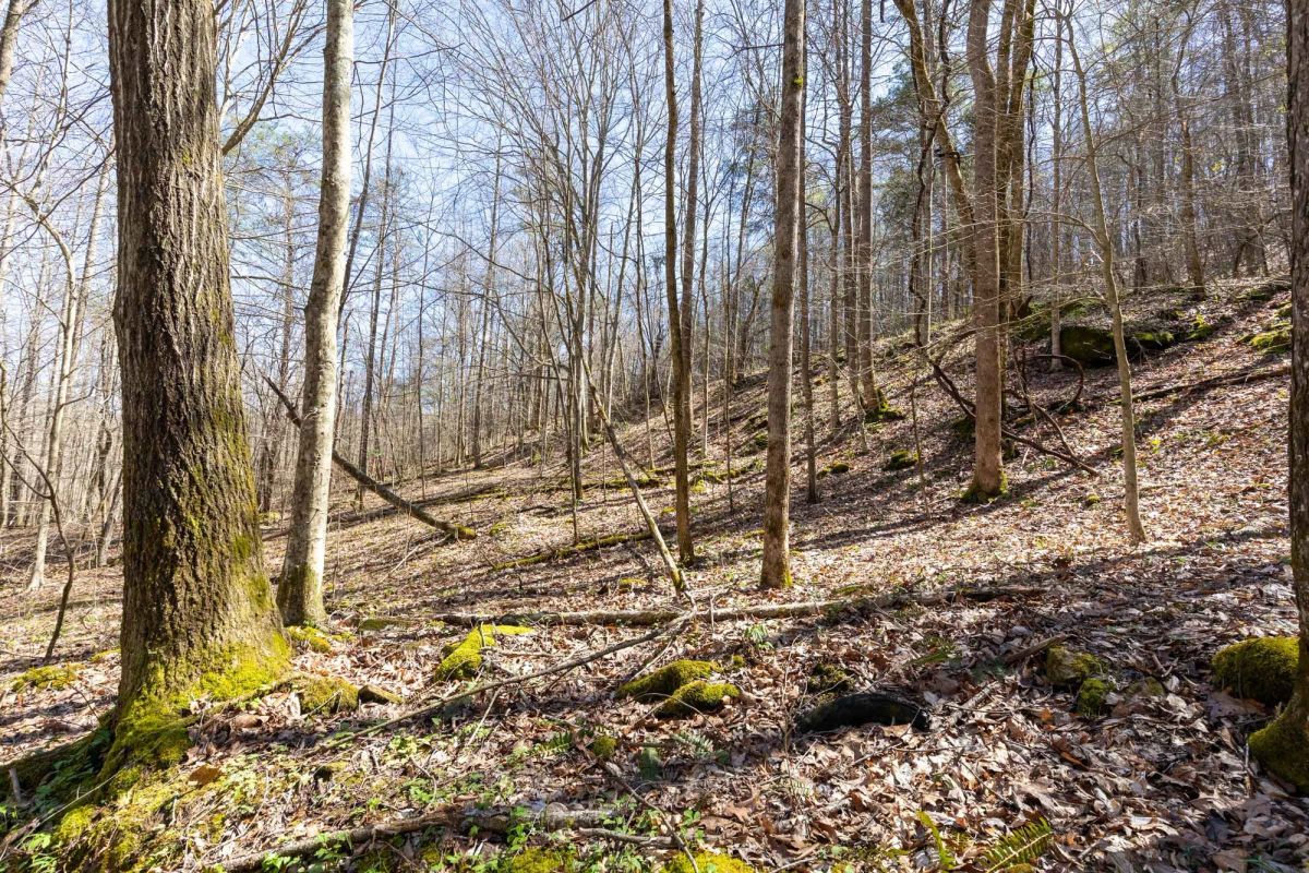 Decorative background for Woodland Heights Tract 14 image 13