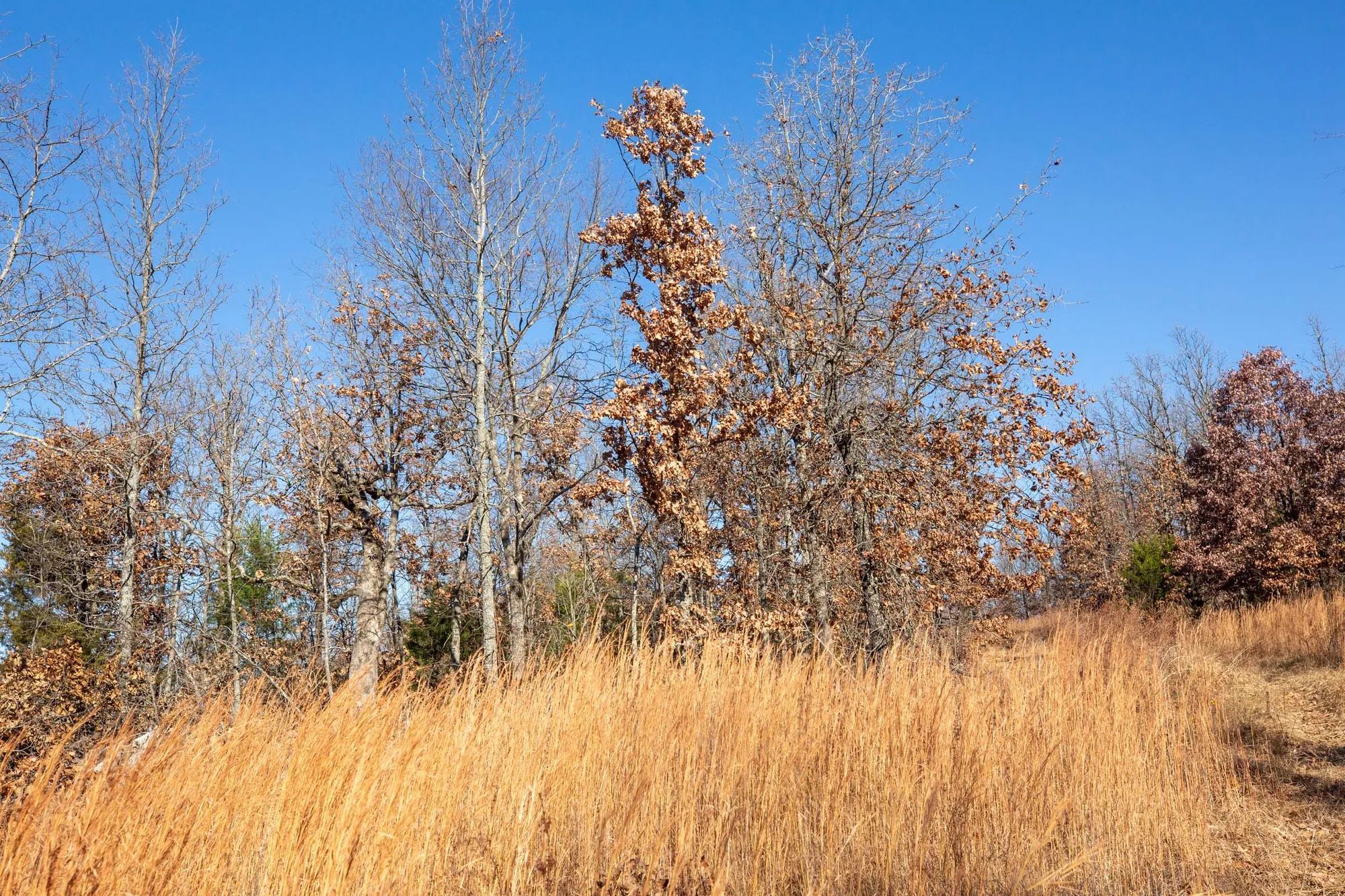 Dutchman Hollow Tract 1 in Fulton County, AR