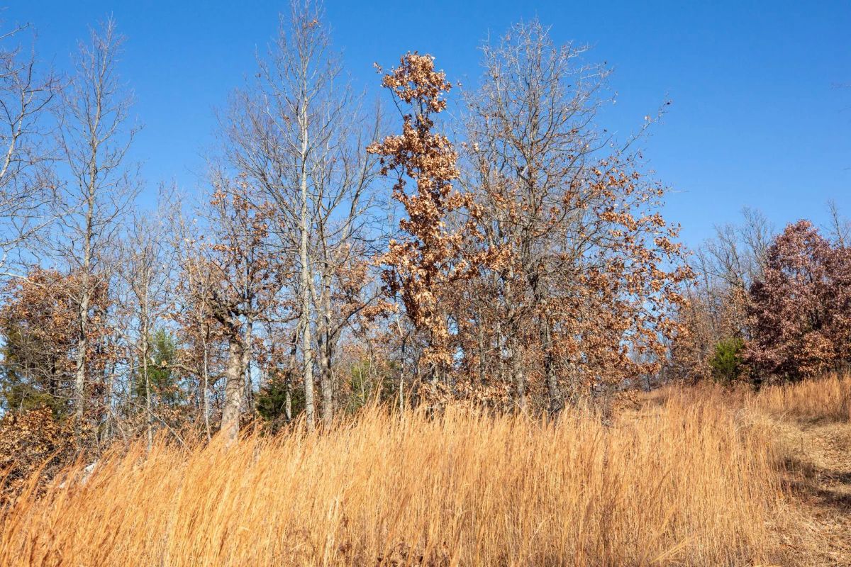 Dutchman Hollow Tract 1 - Image 3