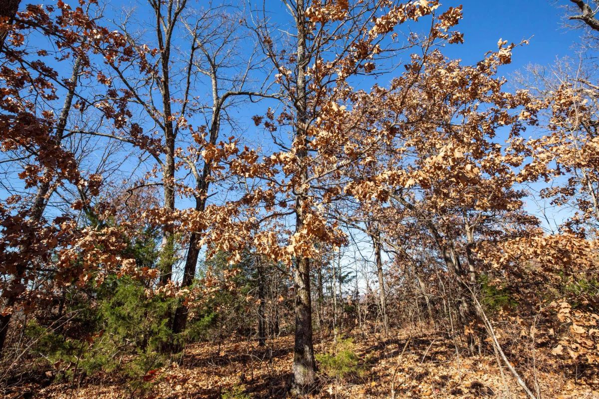 Decorative background for Dutchman Hollow Tract 1 image 5