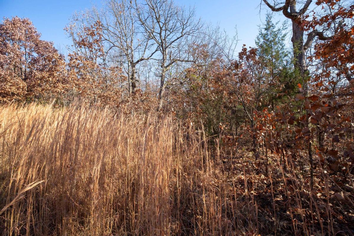 Decorative background for Dutchman Hollow Tract 1 image 9