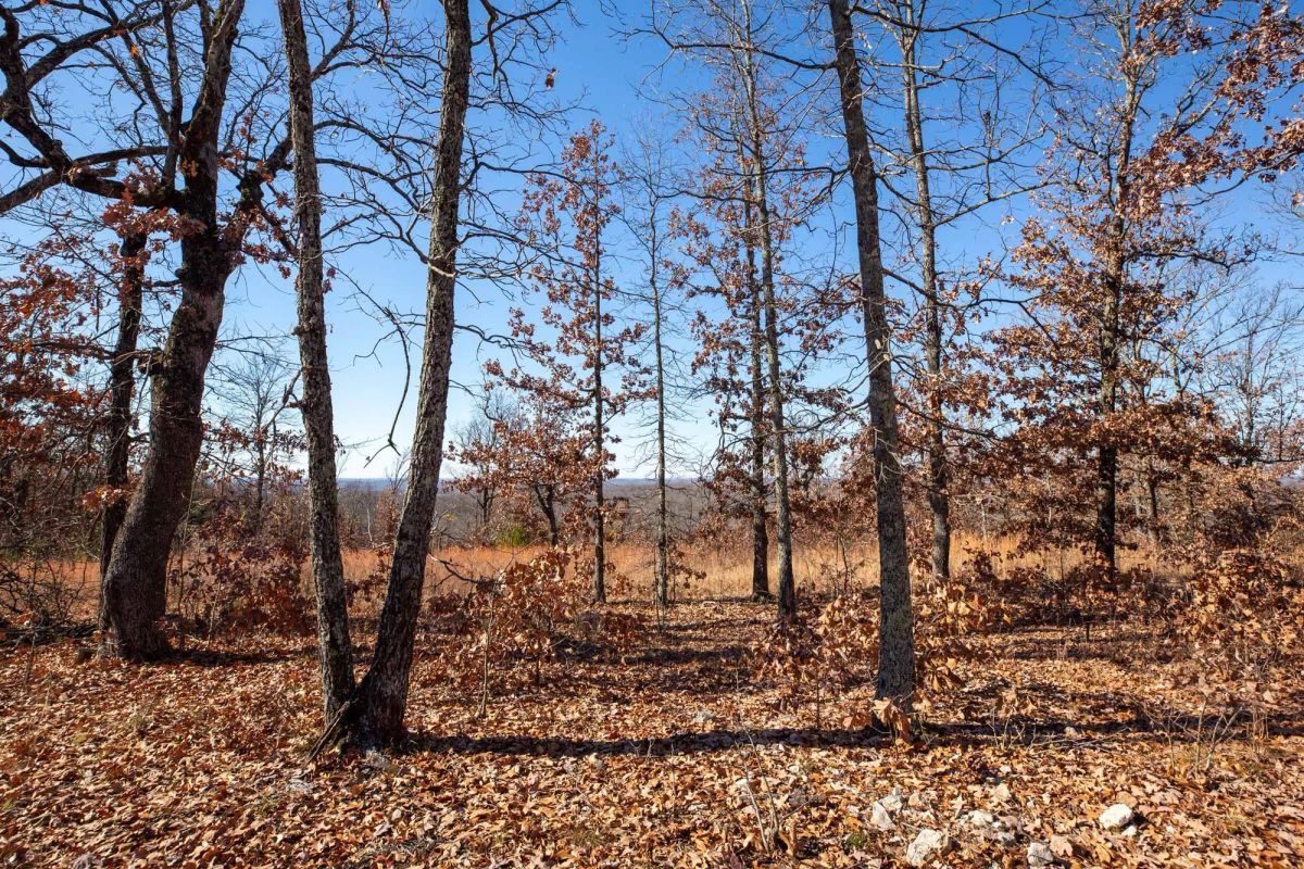 Decorative background for Dutchman Hollow Tract 1 image 10