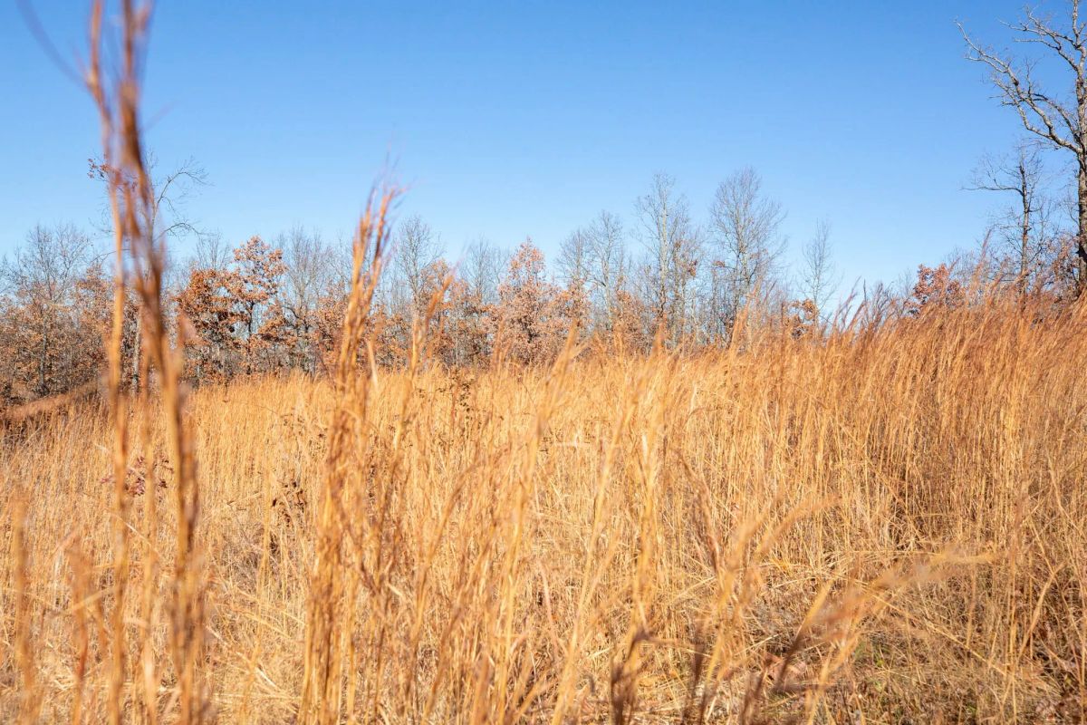 Decorative background for Dutchman Hollow Tract 1 image 11